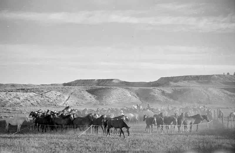 Cowboys Rounding Up Cattle on the Montana Range in 1939