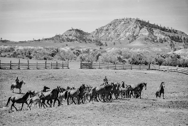 Cowboys Rounding Up Cattle on the Montana Range in 1939