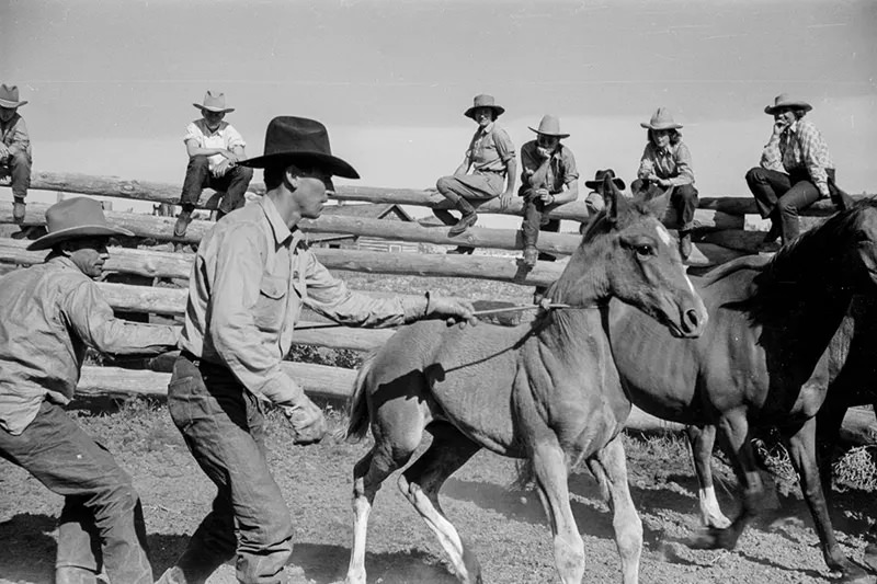 Cowboys Rounding Up Cattle on the Montana Range in 1939