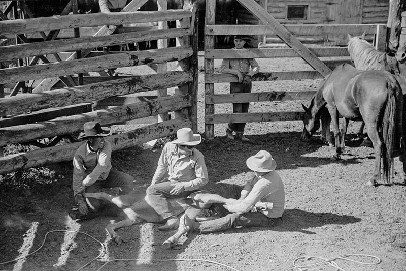Cowboys Rounding Up Cattle on the Montana Range in 1939