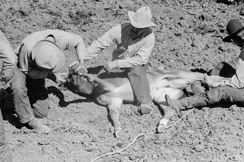 Cowboys Rounding Up Cattle on the Montana Range in 1939