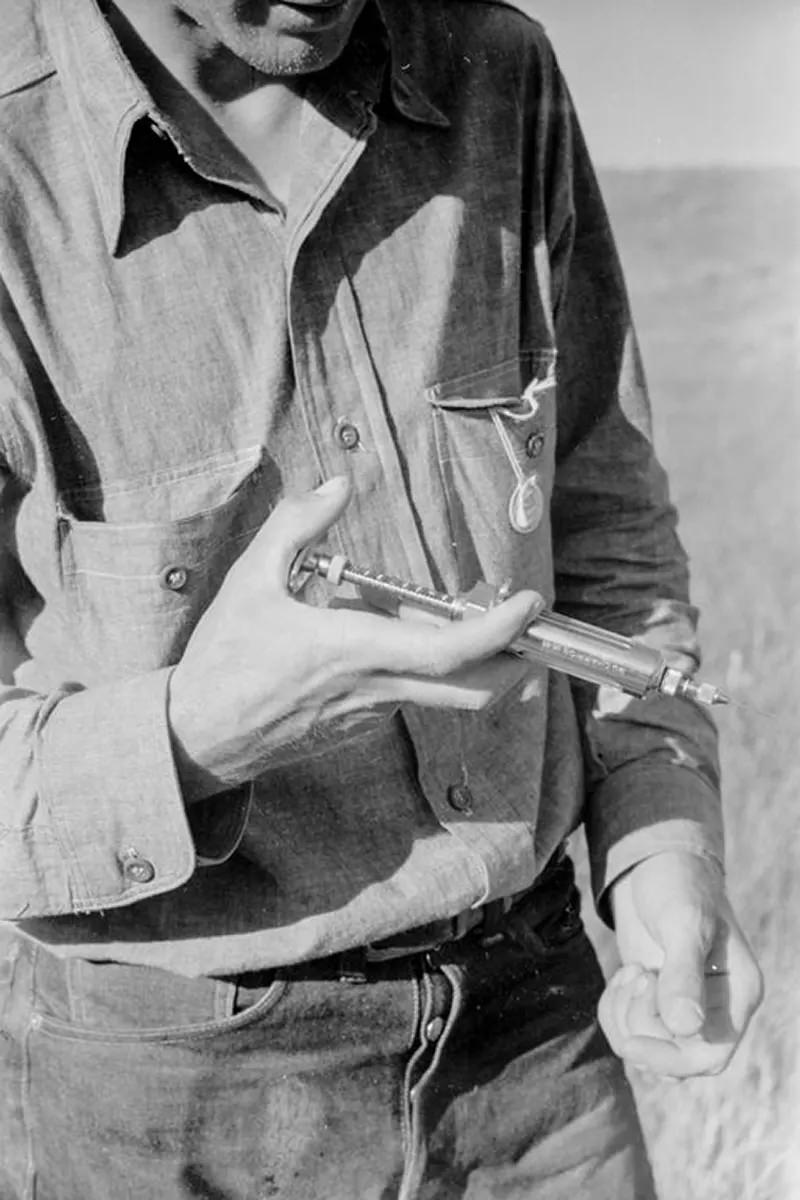 Cowboys Rounding Up Cattle on the Montana Range in 1939