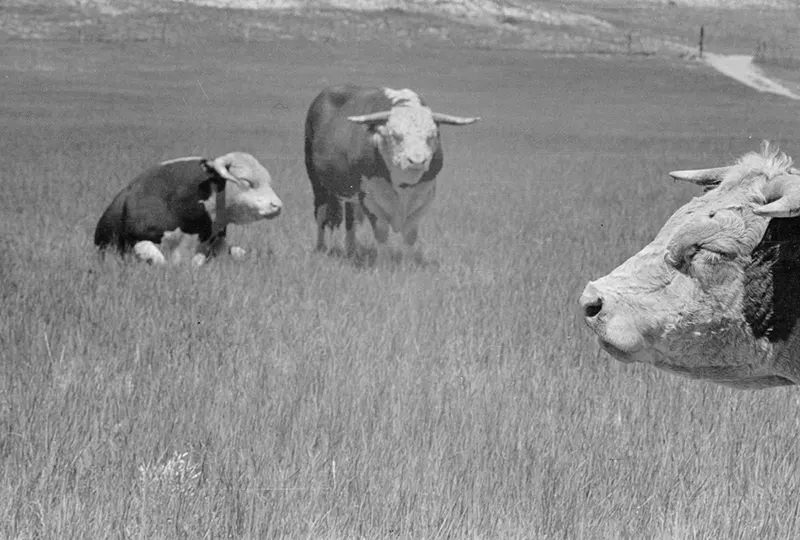 Cowboys Rounding Up Cattle on the Montana Range in 1939