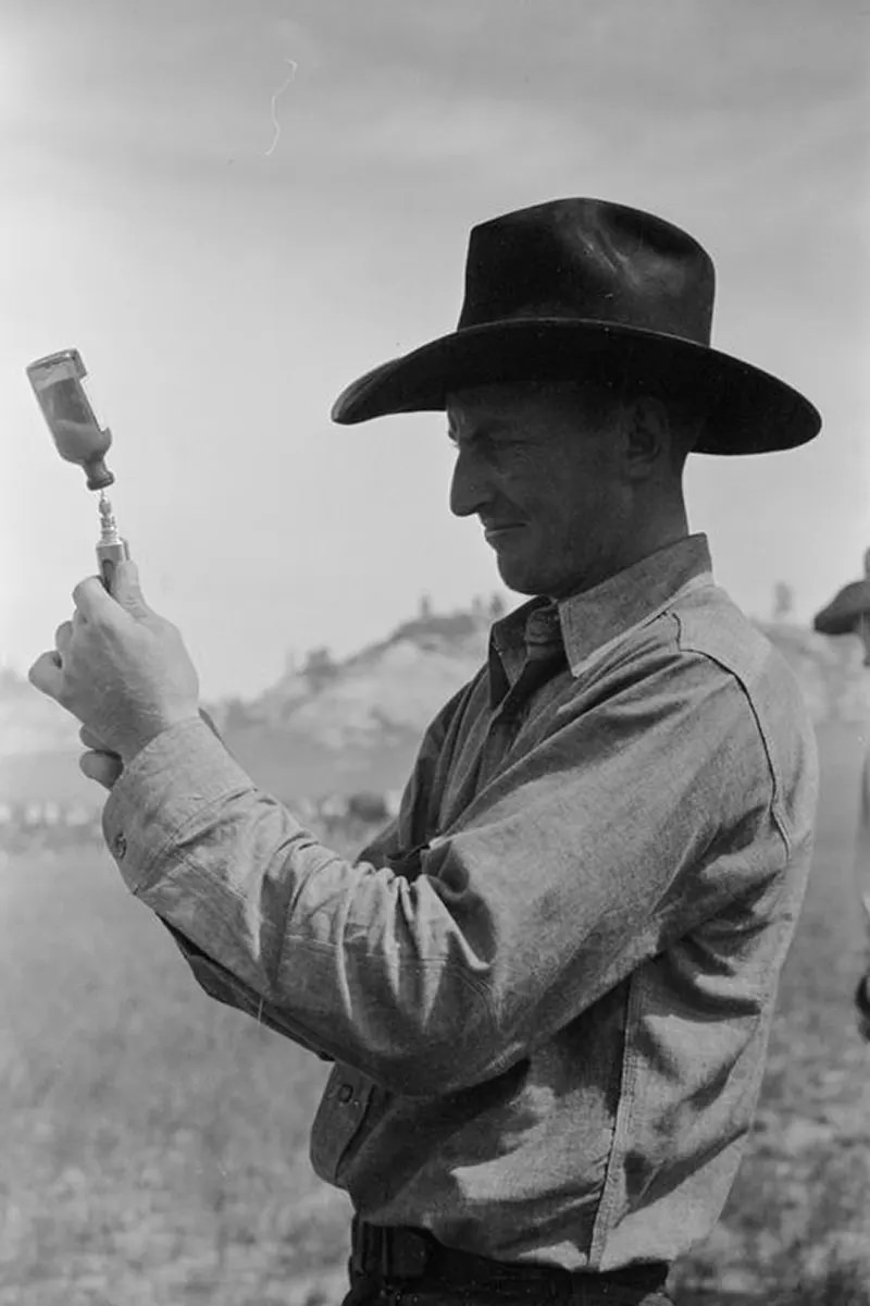 Cowboys Rounding Up Cattle on the Montana Range in 1939