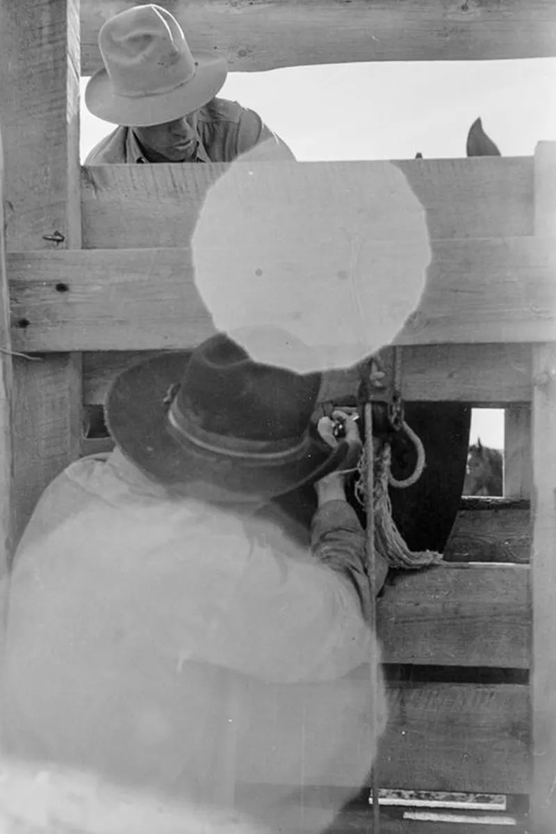 Cowboys Rounding Up Cattle on the Montana Range in 1939