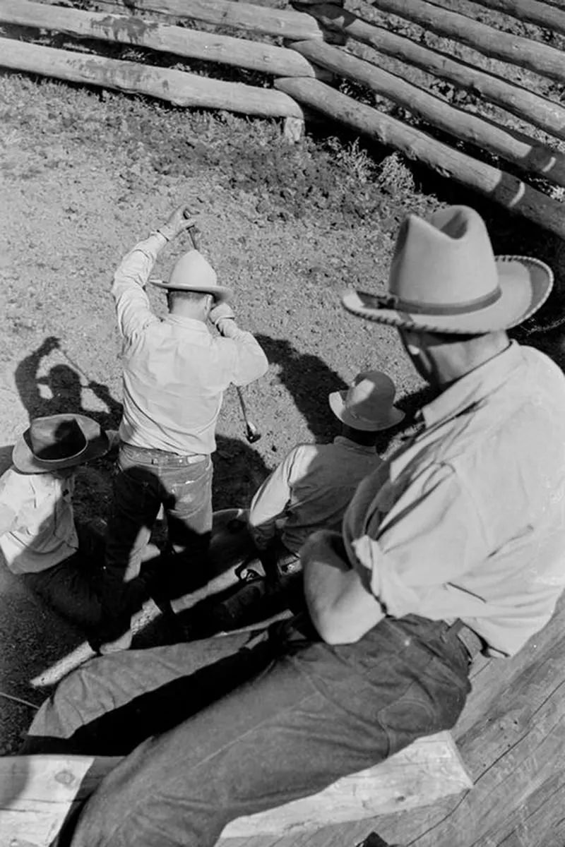 Cowboys Rounding Up Cattle on the Montana Range in 1939