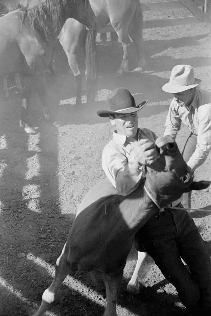 Cowboys Rounding Up Cattle on the Montana Range in 1939