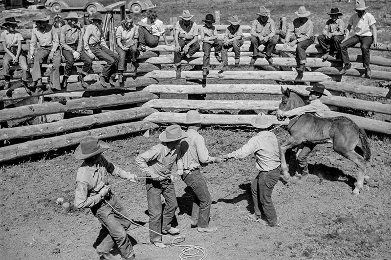 Cowboys Rounding Up Cattle on the Montana Range in 1939