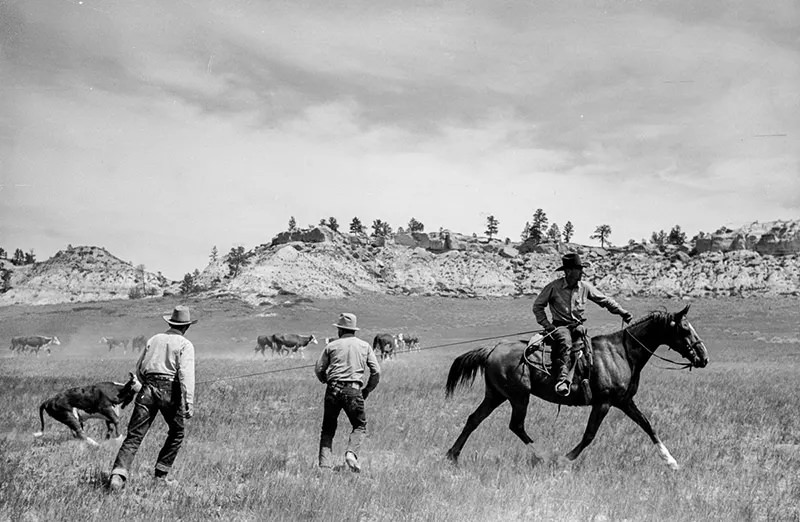 Cowboys Rounding Up Cattle on the Montana Range in 1939