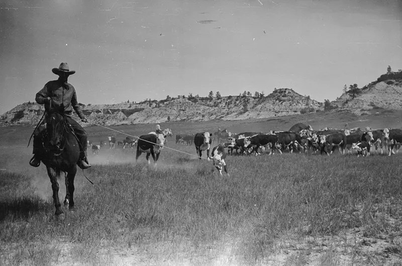 Cowboys Rounding Up Cattle on the Montana Range in 1939