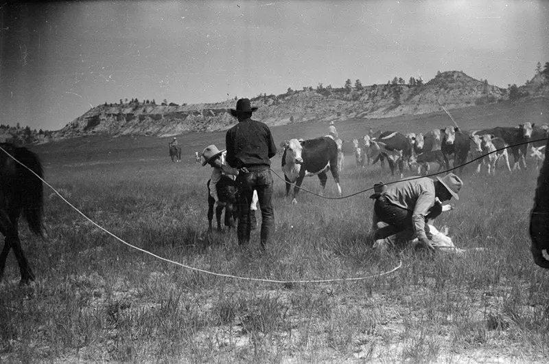 Cowboys Rounding Up Cattle on the Montana Range in 1939