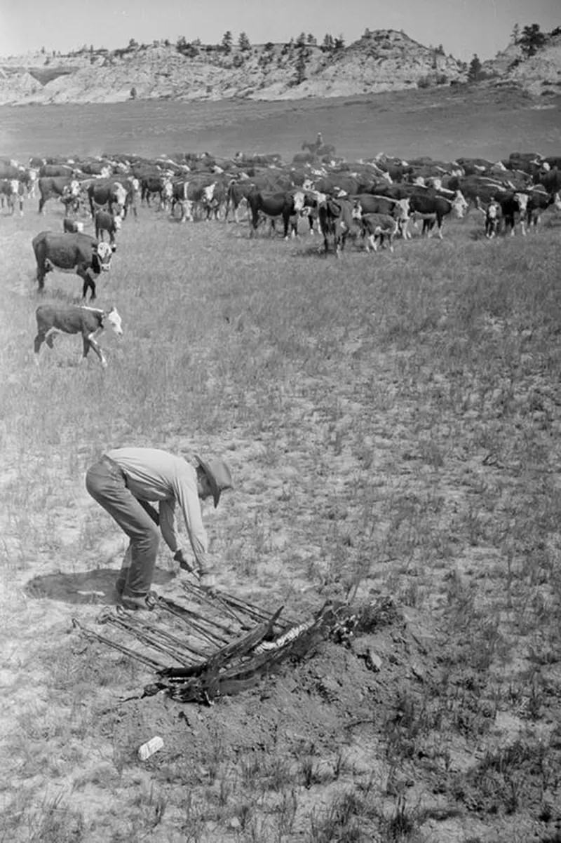 Cowboys Rounding Up Cattle on the Montana Range in 1939