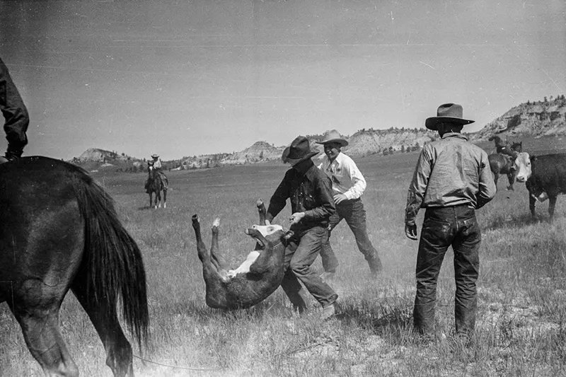 Cowboys Rounding Up Cattle on the Montana Range in 1939