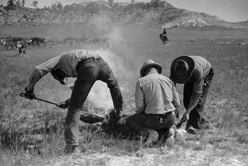 Cowboys Rounding Up Cattle on the Montana Range in 1939