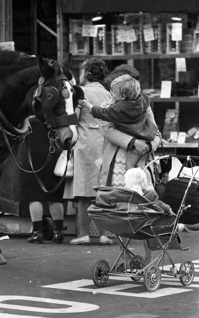 A child making friends with a horse on O'Connell Street, circa 1973
