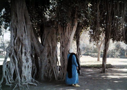 Person leans against a Ficus tree in the garden of Esbekieh.