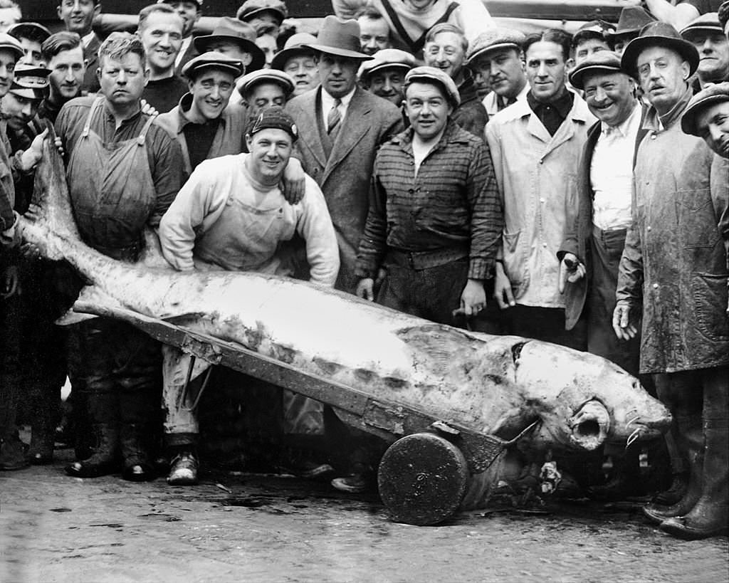 Workers show off a giant 750-pound sturgeon caught off of the coast of Virginia at the Fulton Fish Market, 1925