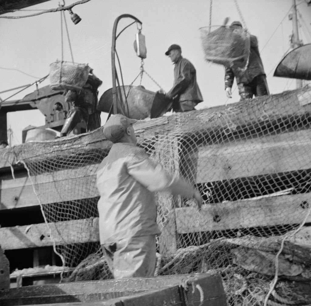 Dock stevedores at the Fulton fish market sending up baskets of fish from the holds of the boats, 1930s