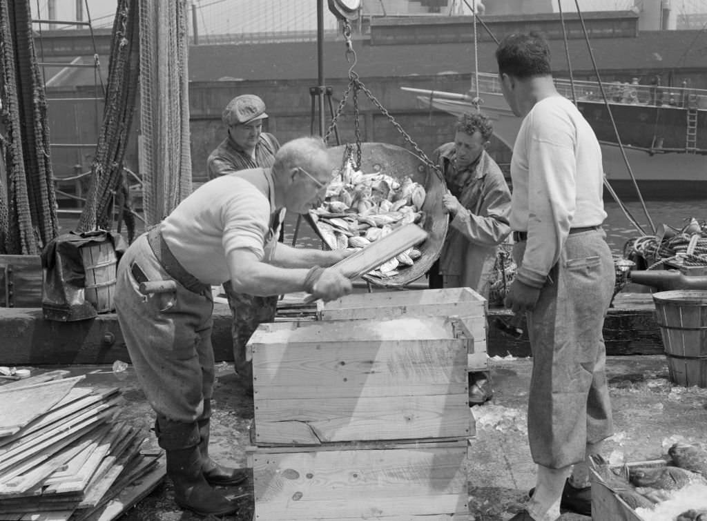 Dock Stevedores Packing And Icing Fish a the Fulton Fish Market