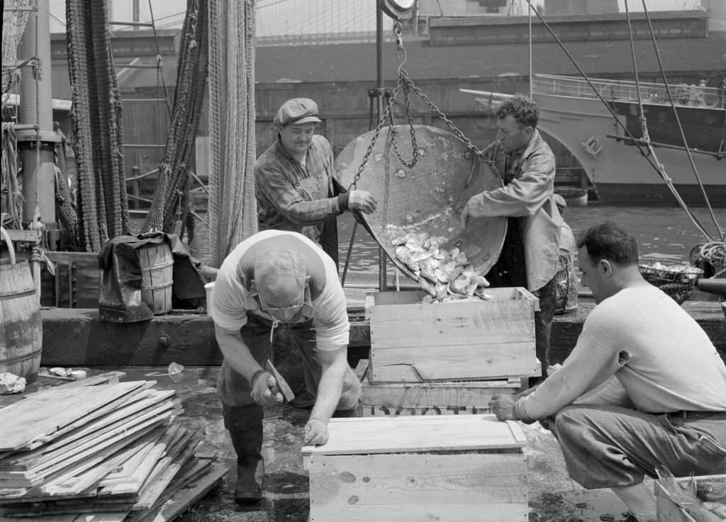 Dock Stevedores Packing And Icing Fish At The Fulton Fish Market