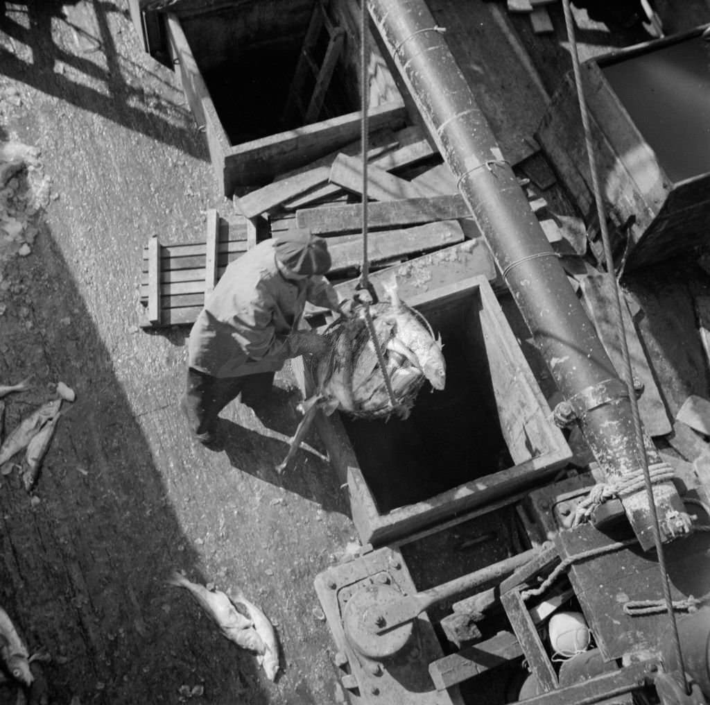 Unloading fish from the hold of a New England fishing boat at the Fulton market.