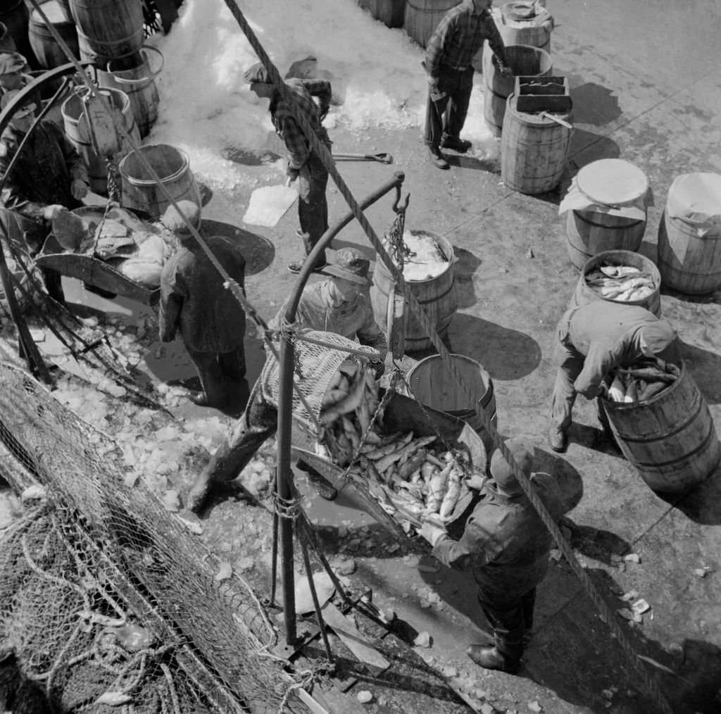 Fulton fish market dock stevedores unloading and weighing fish in the early morning, 1930s