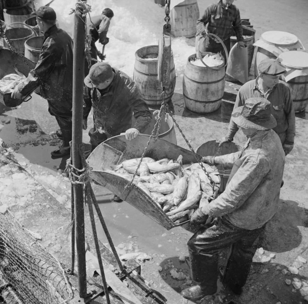 Fulton fish market dock stevedores unloading and weighing fish in the early morning, 1930s