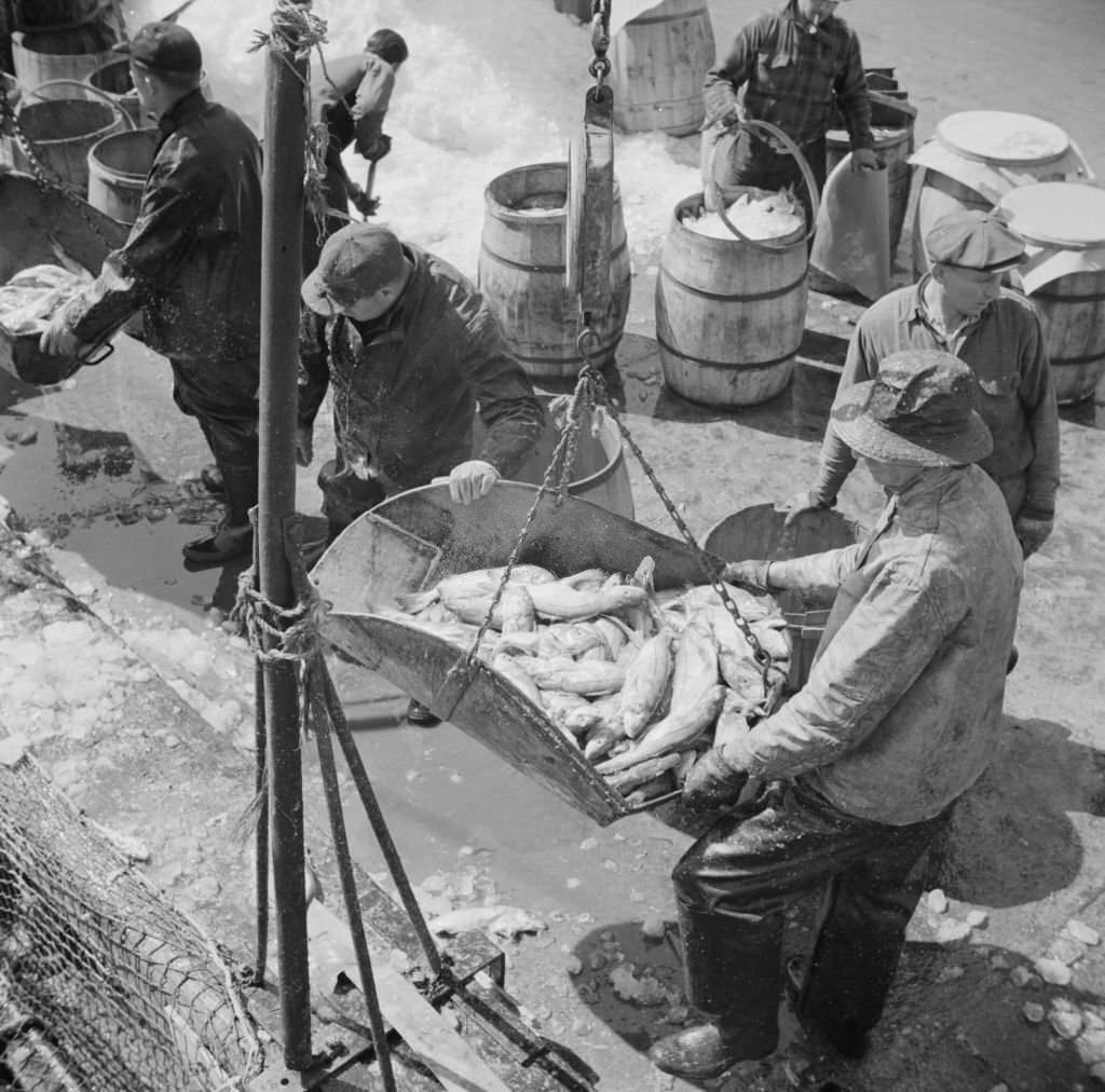 Fulton fish market dock stevedores unloading and weighing fish in the early morning, 1930s