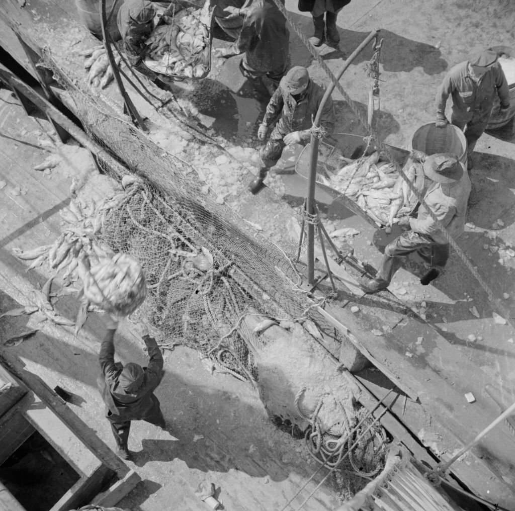 Fulton fish market dock stevedores unloading and weighing fish in the early morning.