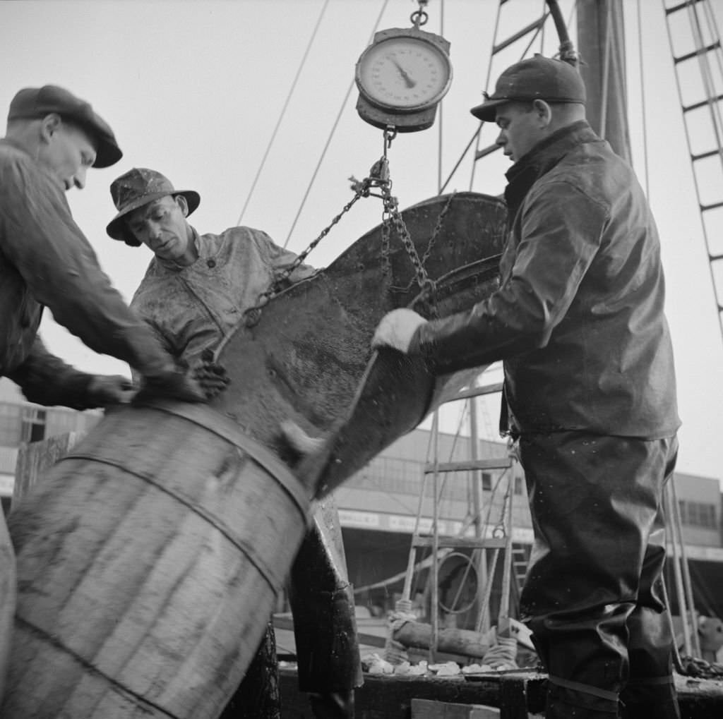 New England fishermen unloading fish at the Fulton fish market.