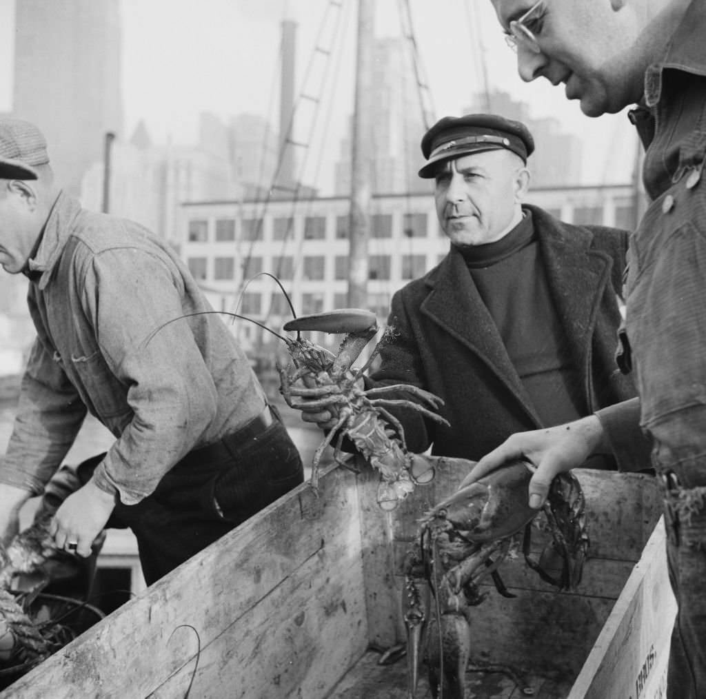 Fulton fish market dock stevedores with lobsters caught in the New England fishing waters.
