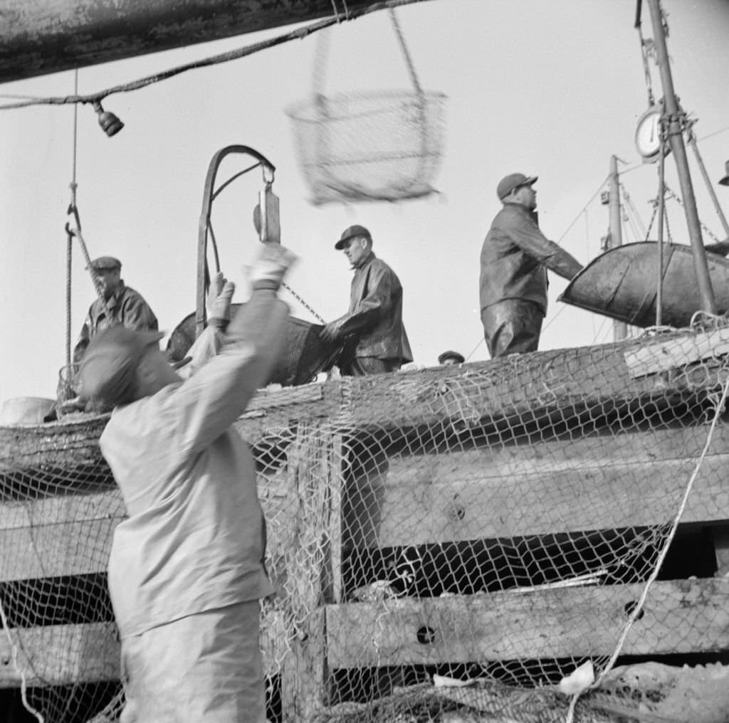 Dock stevedores at the Fulton fish market sending up baskets of fish from the holds of the boats to the docks where it is bought, 1930s