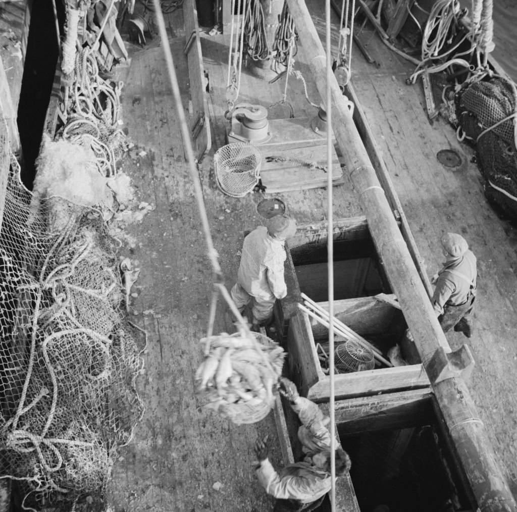 Dock stevedores at the Fulton fish market sending up baskets of fish from the holds of the boats, 1920s