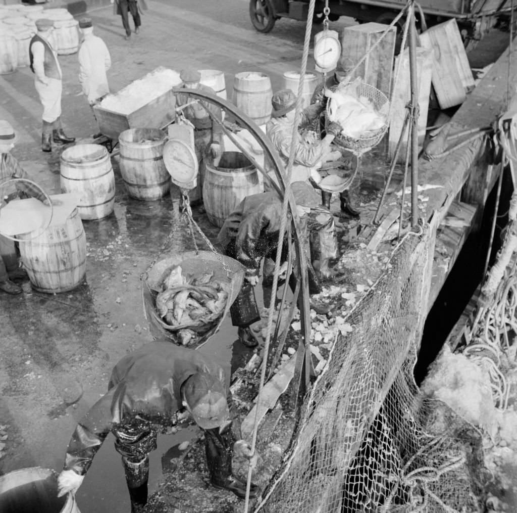 Stevedores at the Fulton fish market unloading fish from boats caught off, 1920s