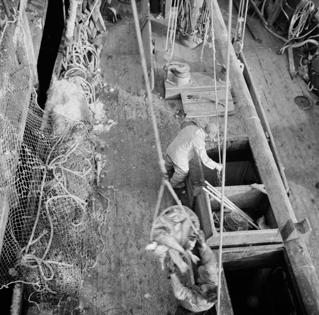 Dock stevedores at the Fulton fish market sending up baskets of fish from the holds of the boats to the docks, 1920s