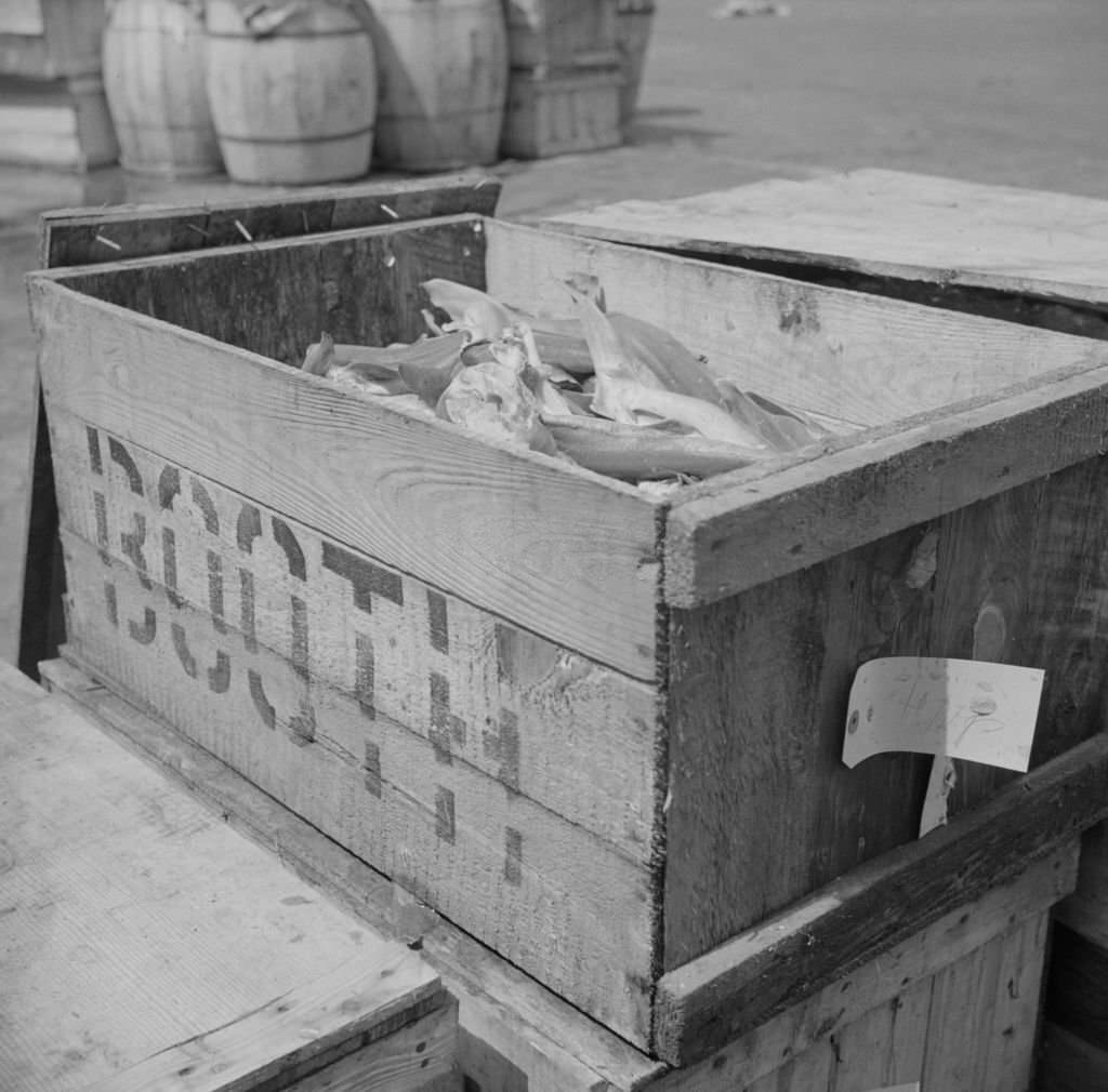 Box of fish at the Fulton fish market waiting to be iced, 1930s