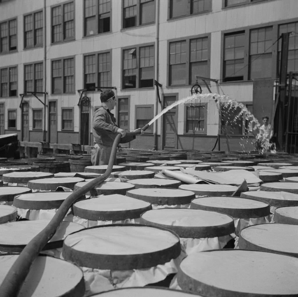 Watering fish at the Fulton fish market with brine water, 1934