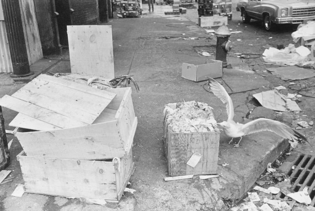 Seagulls feeding on scraps at the old Fulton Fish Market in the Bronx, New York City, 1978.