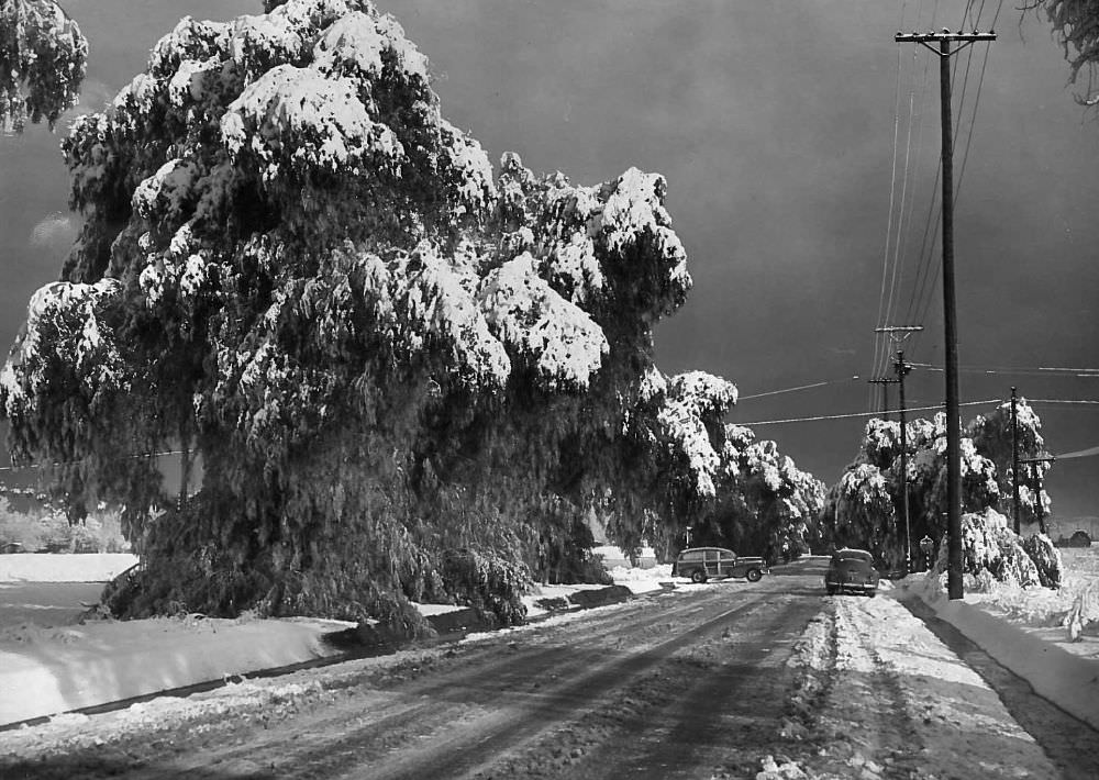 The 1949 snow storm transformed the San Fernando Valley community of Canoga Park into a winter wonderland.