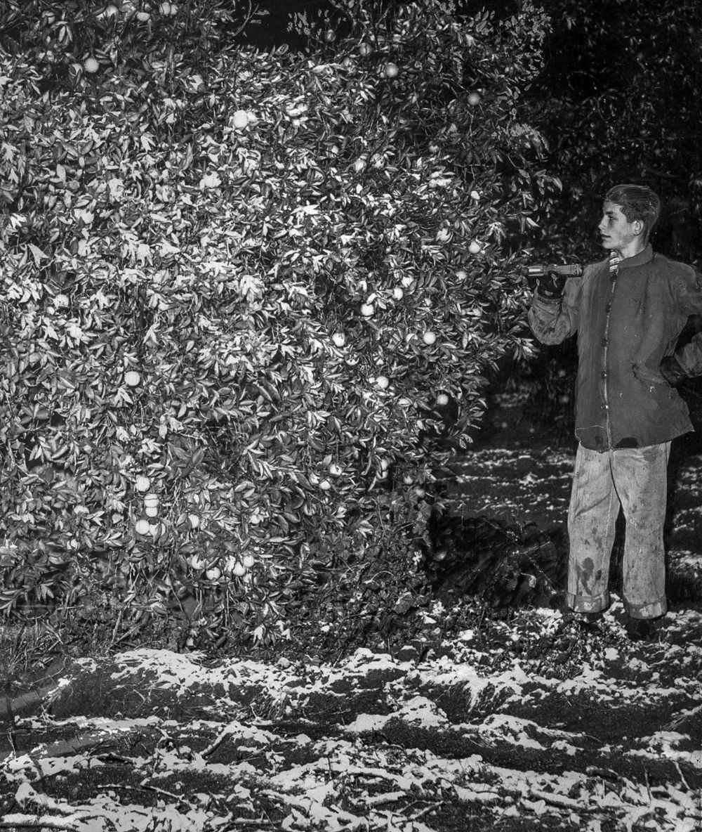 Man in Riverside examines snow on citrus trees on January 10, 1949.