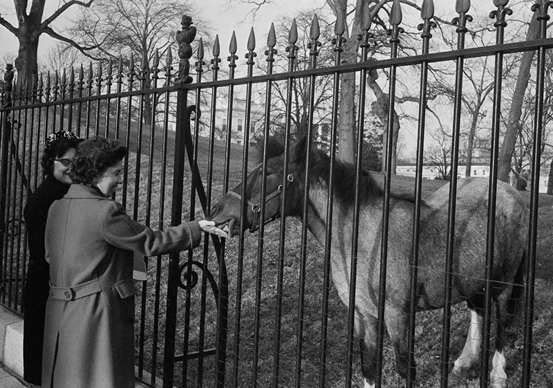 Government employee Helen Milson feeds sugar to Macaroni on the South Lawn.