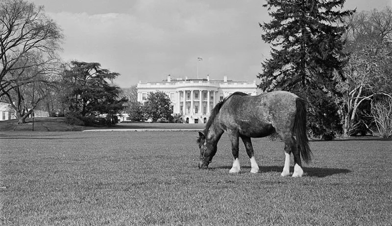 Macaroni: Photos of the Kennedys’ pony in White House, 1960s