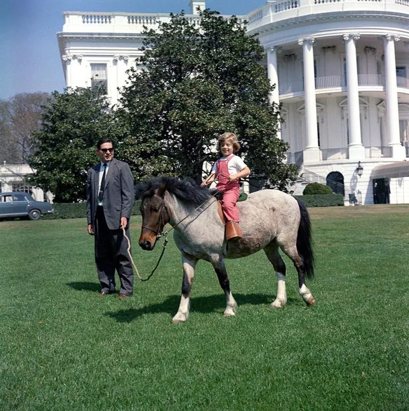 Macaroni accepts a treat while grazing the South Lawn.