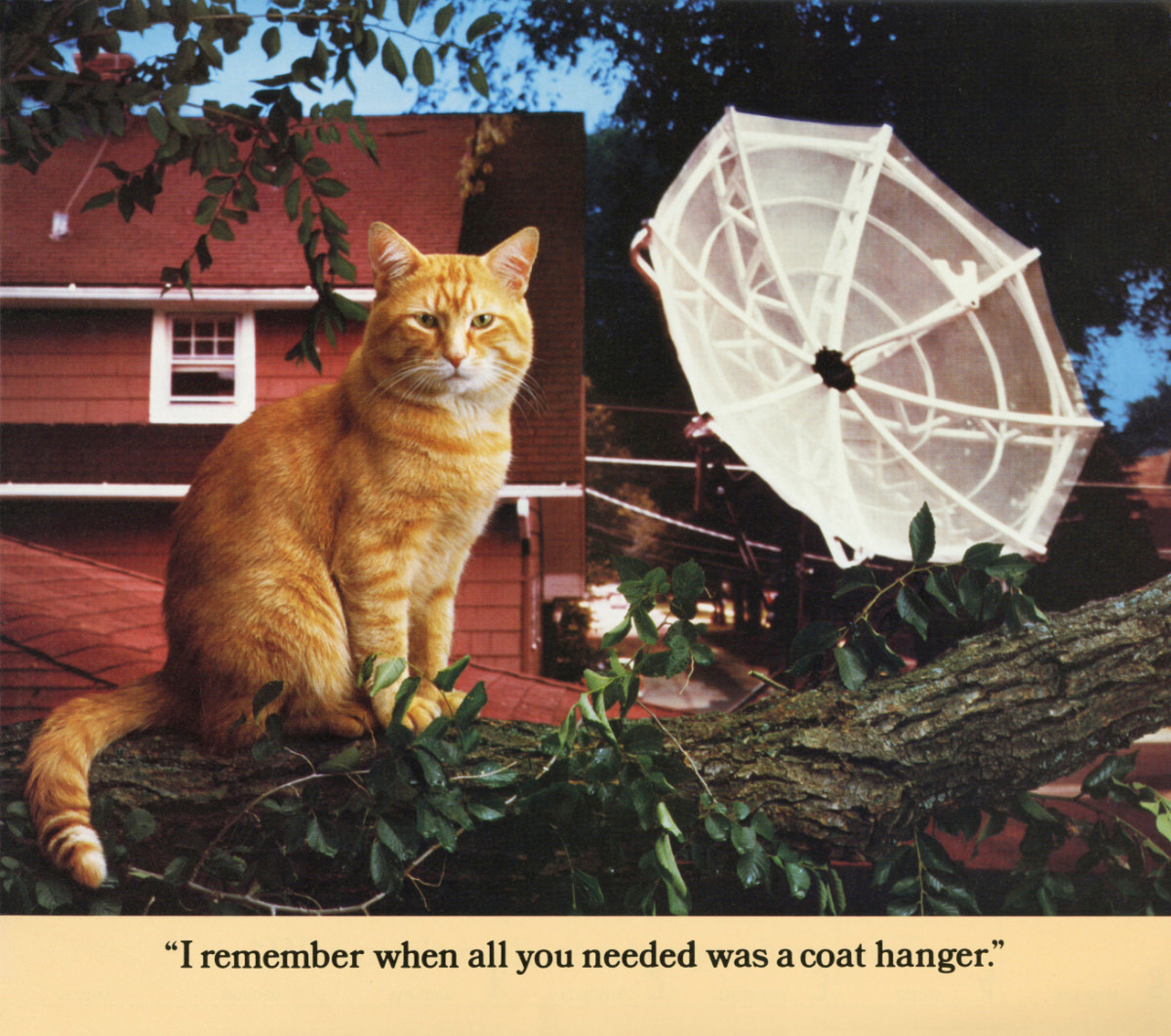 The 1986 Morris Calendar featuring the World's Most Finicky Cat