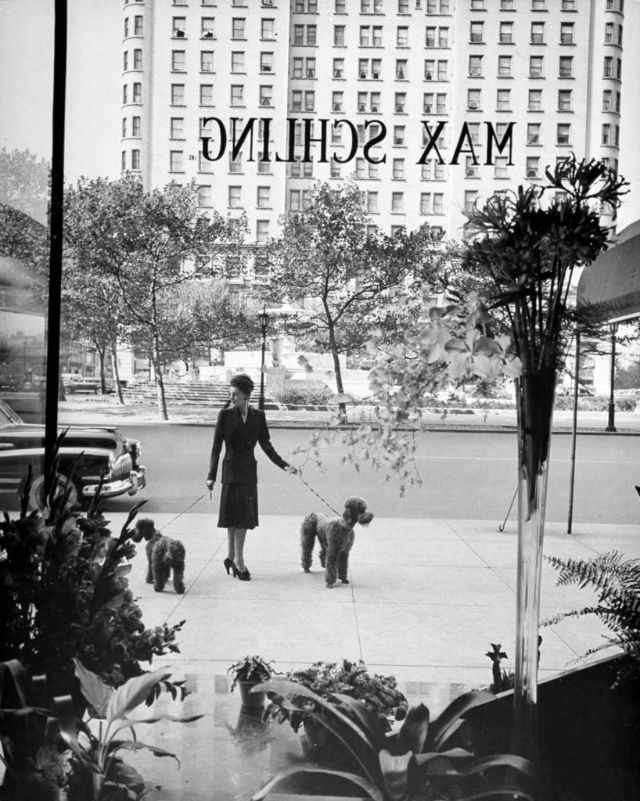 Chic woman walking her poodles along sidewalk on Fifth Avenue, 1942.