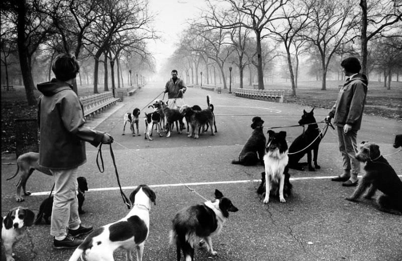 Dog walking in Central Park, NYC, 1964.