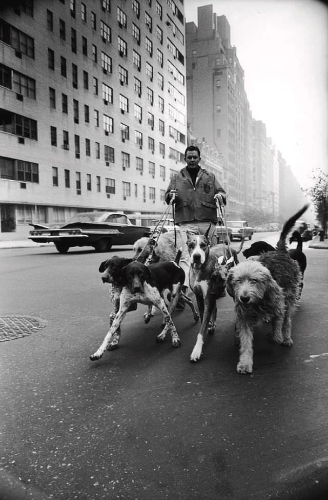 Dog walker, New York, 1967.