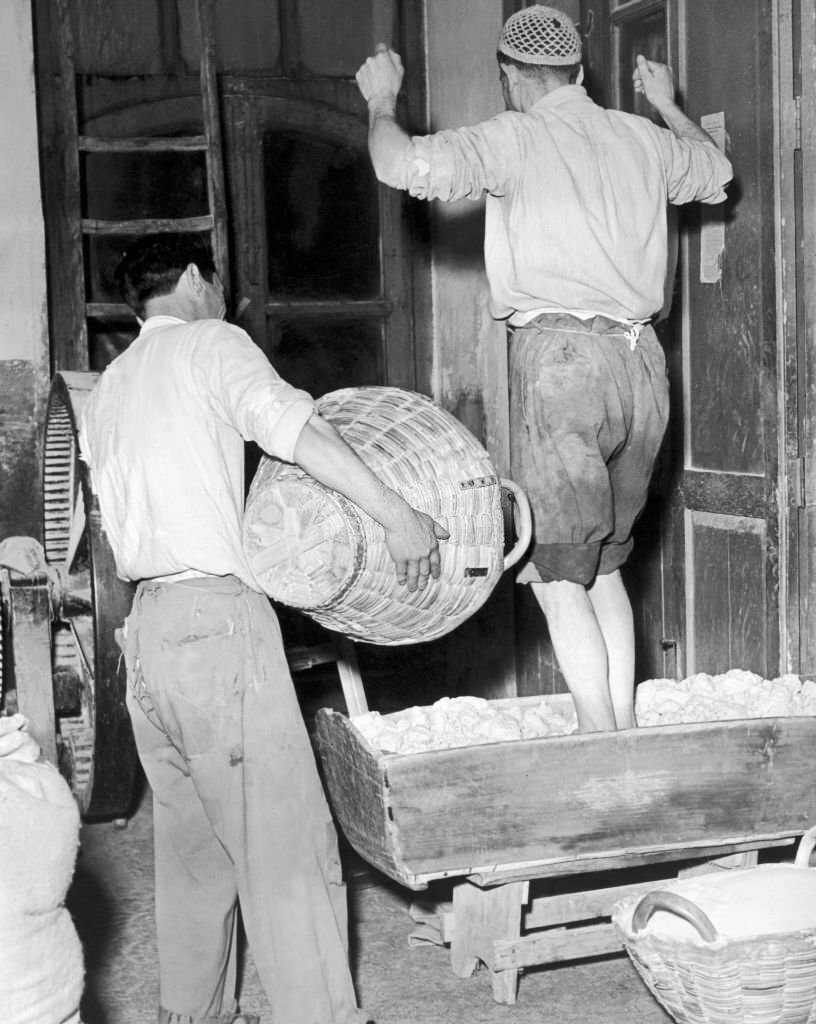 Kneading dough with feet when making pasta in Italy.