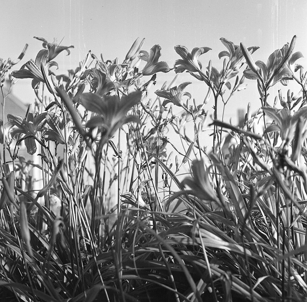 View of flowers, Provincetown, Massachusetts, 1948.