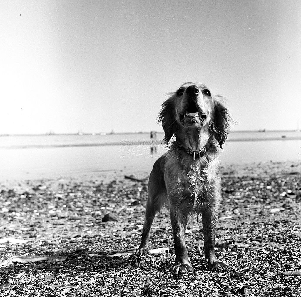 A dog with wet fur, possibly a King Charles spaniel, stands on the beach, Provincetown, Massachusetts, 1948.